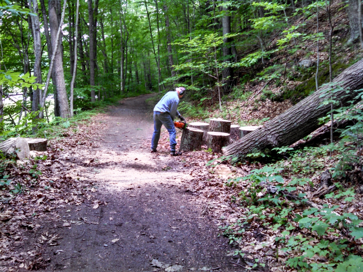 West River Trail, tree clearing